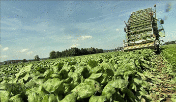 Gemüseernte - A. Brack Agrar-Service AG
Gemüseernte - A. Brack Agrar-Service AG
Gemüseernte - A. Brack Agrar-Service AG